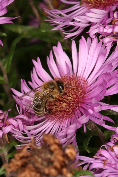 Honigbiene auf einer Raublatt-Aster
